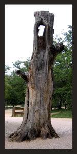 The Lady Tree in the Magdalene Forest